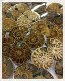 Ammonites cortados (diversos tamaños disponibles)