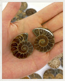 Ammonites cortados (diversos tamaños disponibles)