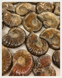 Ammonites irisados pulidos