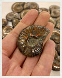 Ammonites irisados pulidos