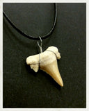 Colgante de diente de tiburón fósil