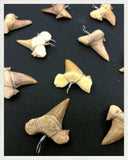 Colgante de diente de tiburón fósil