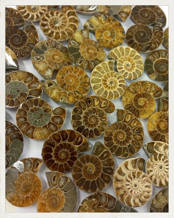Ammonites cortados (diversos tamaños disponibles)