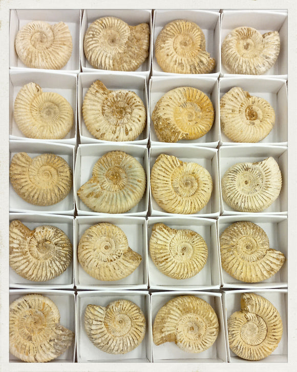 Ammonites Perisphinctes