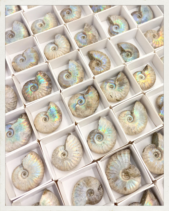 Ammonites irisados