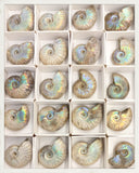 Ammonites irisados