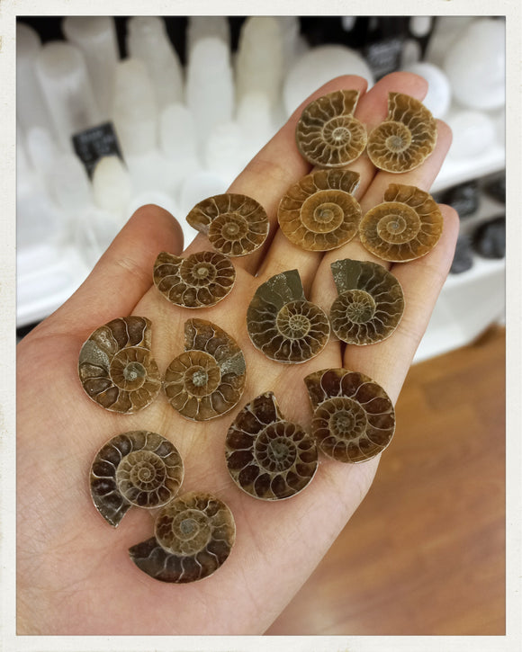 Ammonites mini cortados