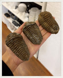 Trilobites (Colpocoryphe sp.)