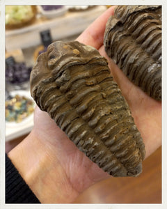 Trilobites (Colpocoryphe sp.)