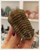 Trilobites (Colpocoryphe sp.)