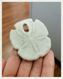 Erizos fósiles (Sanddollar)