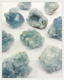 Celestinas pequeñas