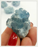 Celestinas pequeñas